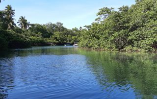 Rivière bordée de mangroves