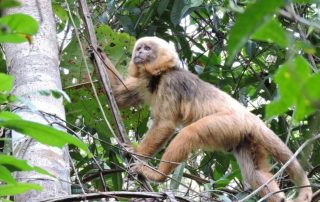 Macaco prego galego – Sapajou fauve