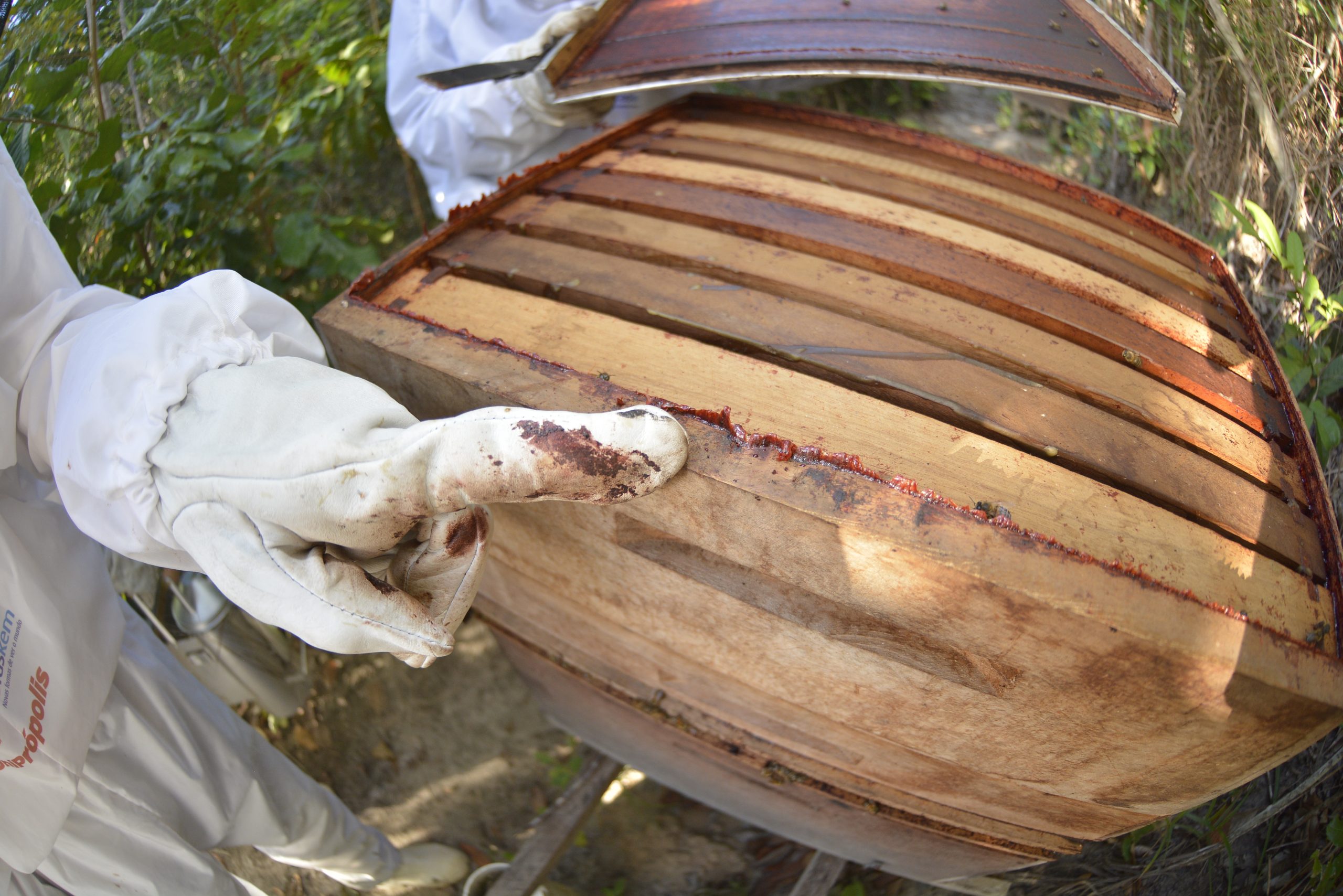 Projet « Pescadores de mel » pour la production de Propolis Rouge